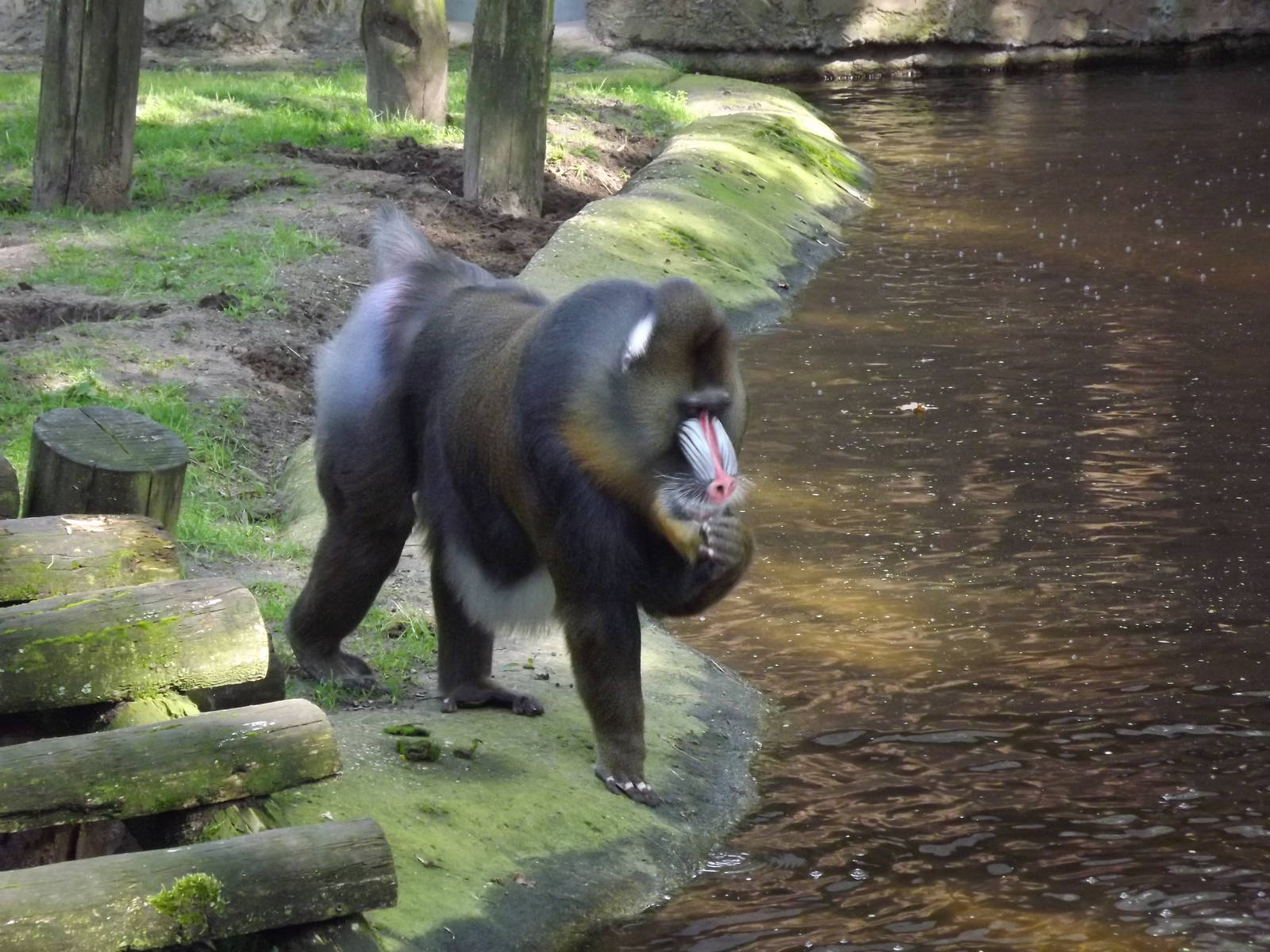 Mandrill