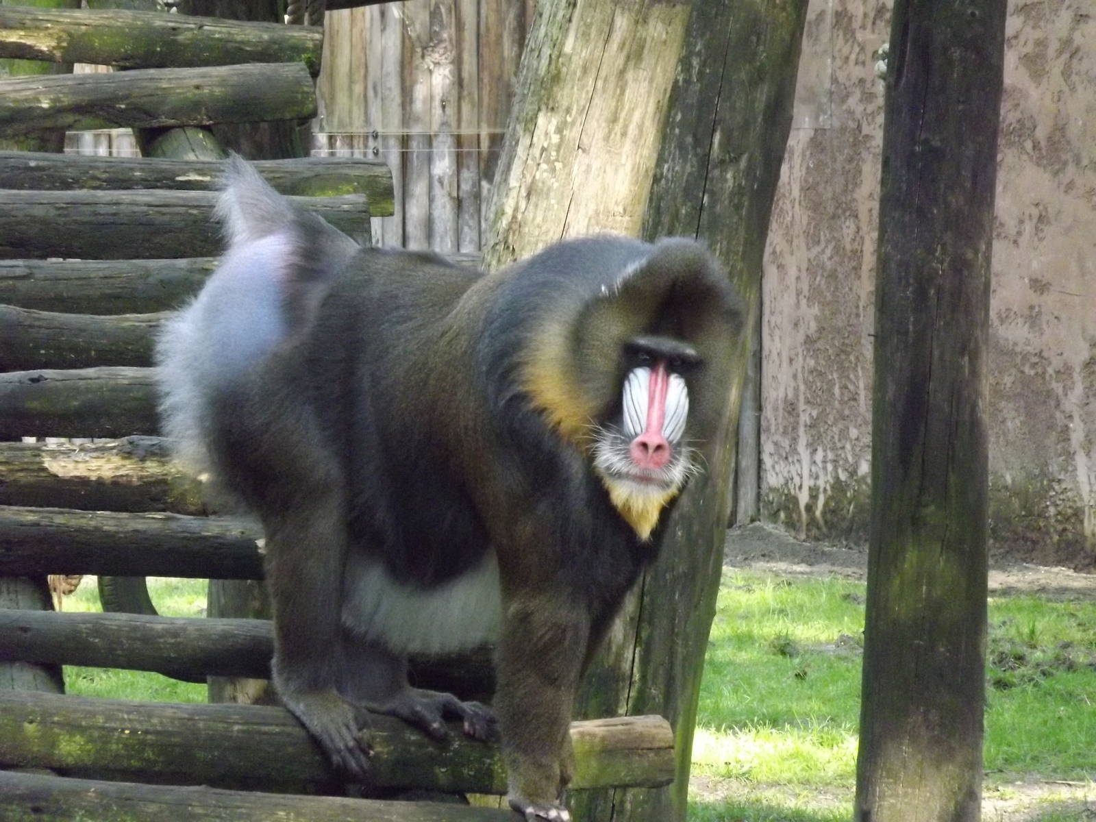 Mandrill