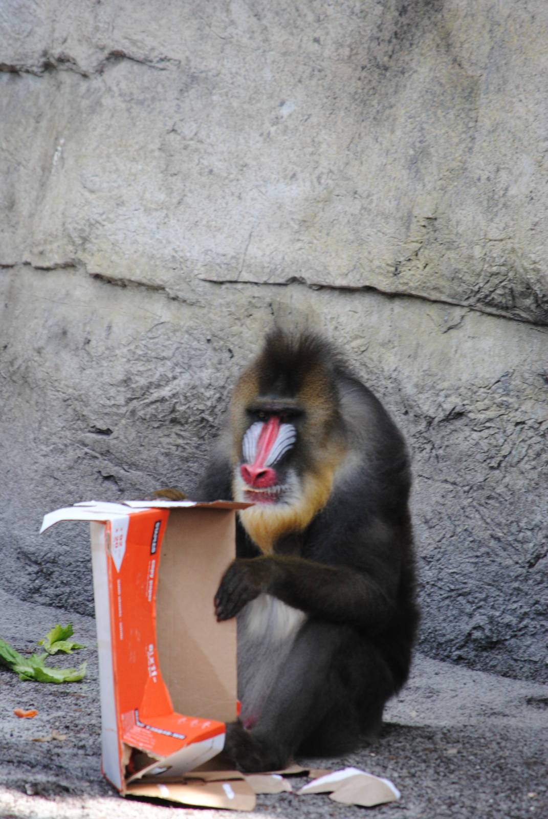 Mandrill