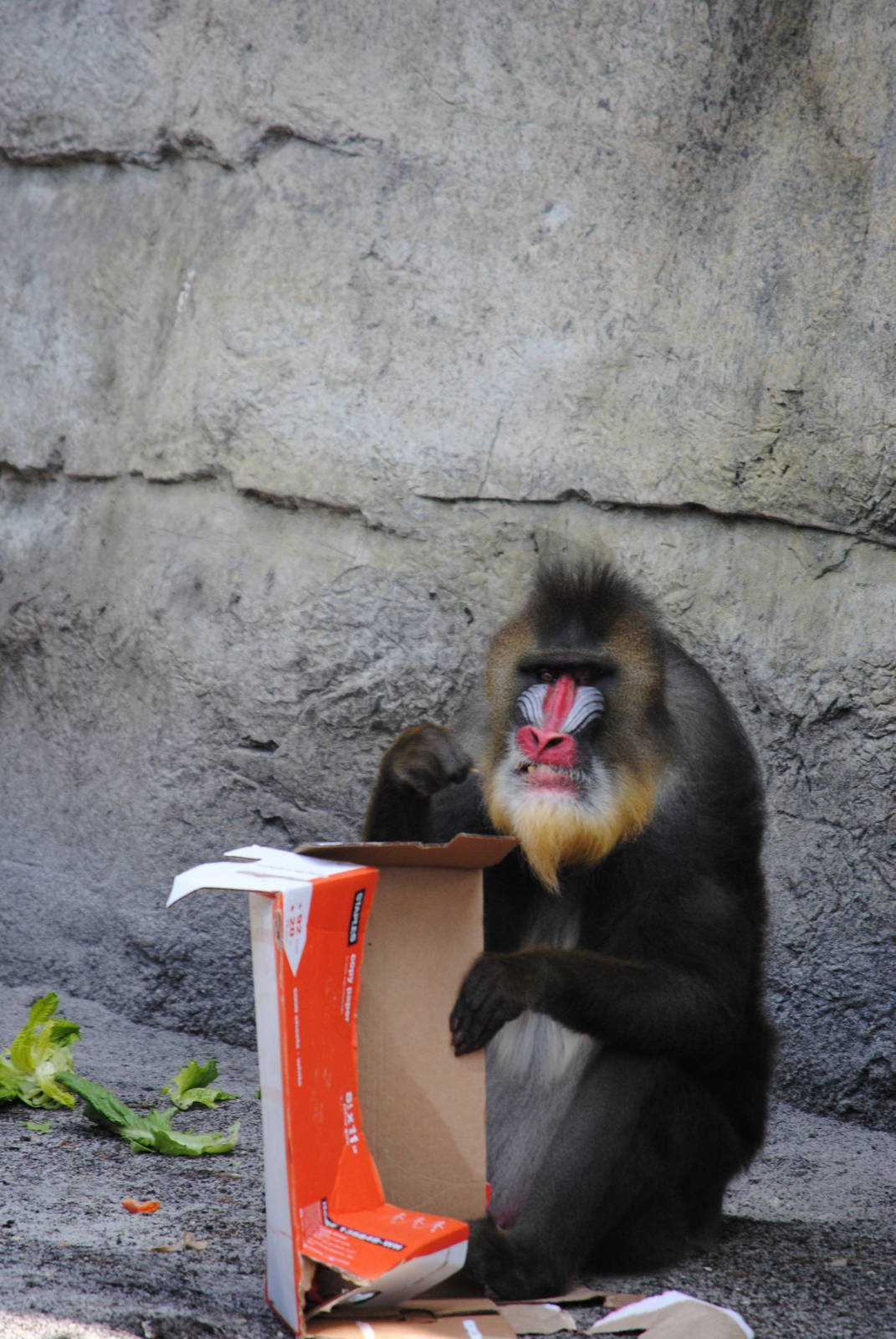 Mandrill