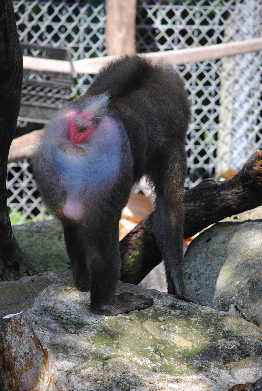 Mandrill