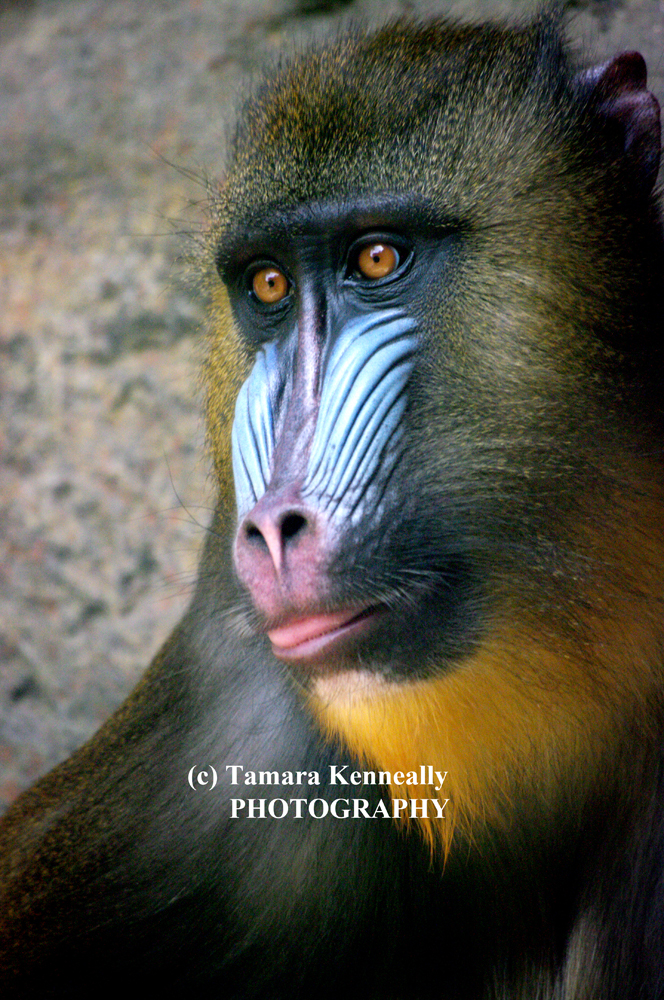 Mandrill