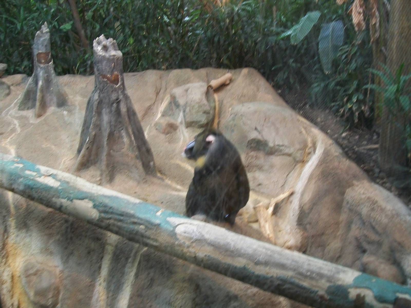 Mandrill
