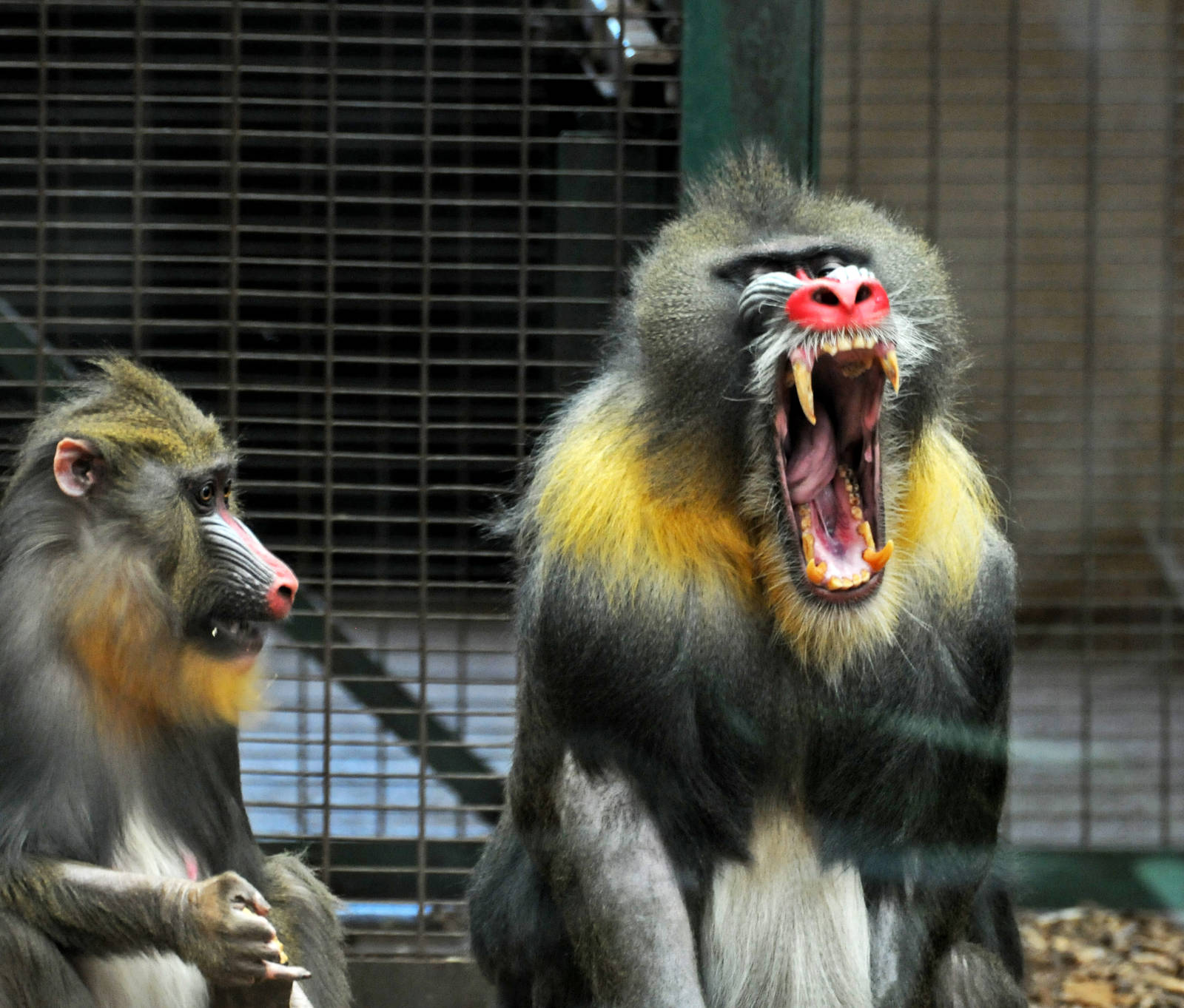 Mandrill