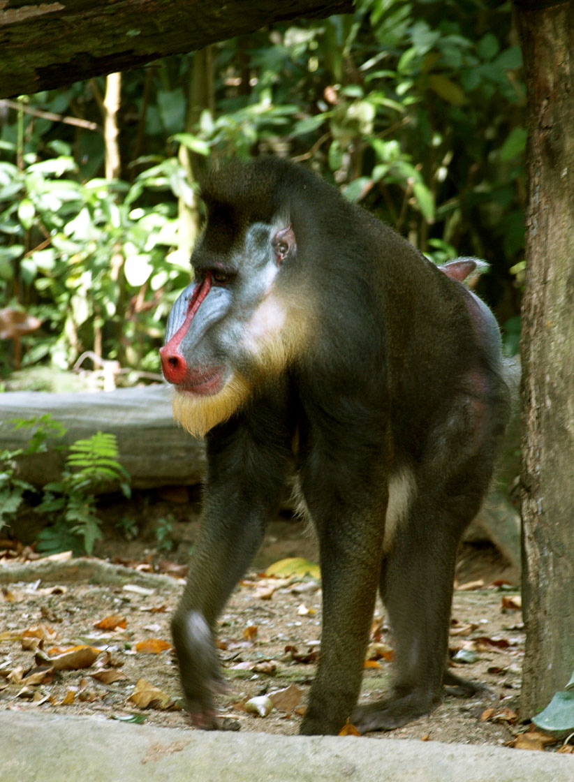 Mandrill