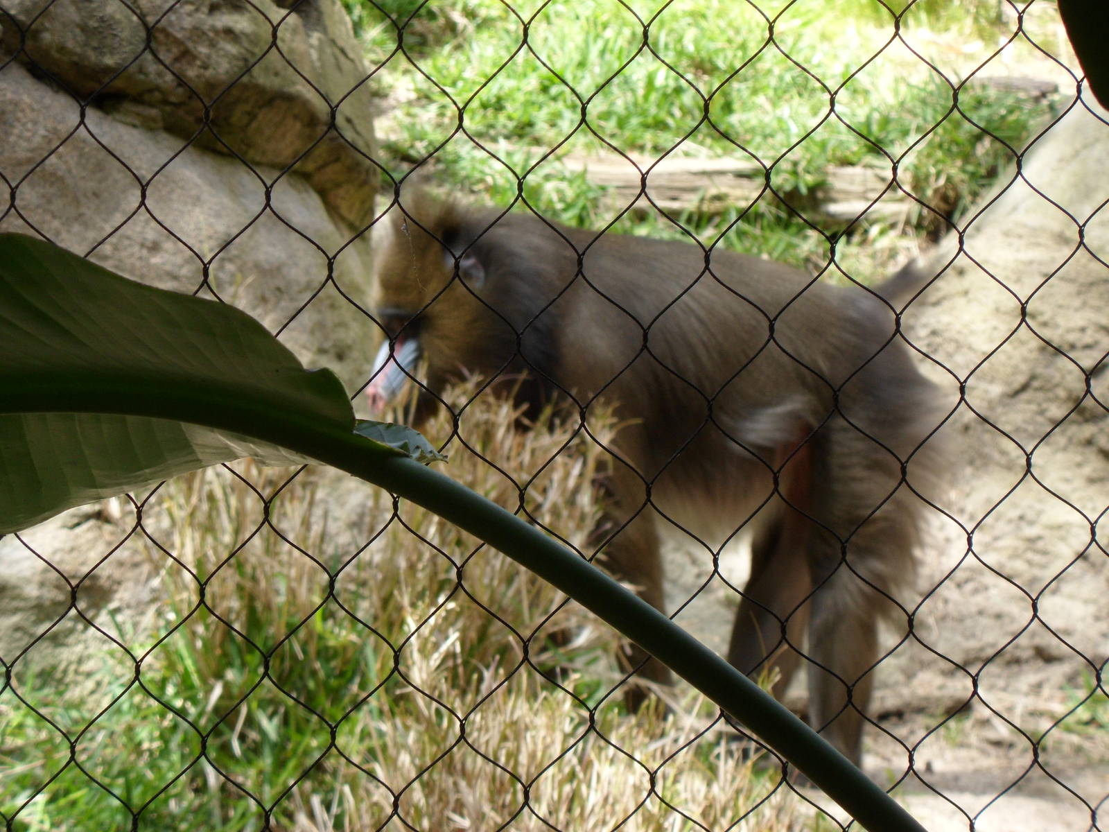 Mandrill