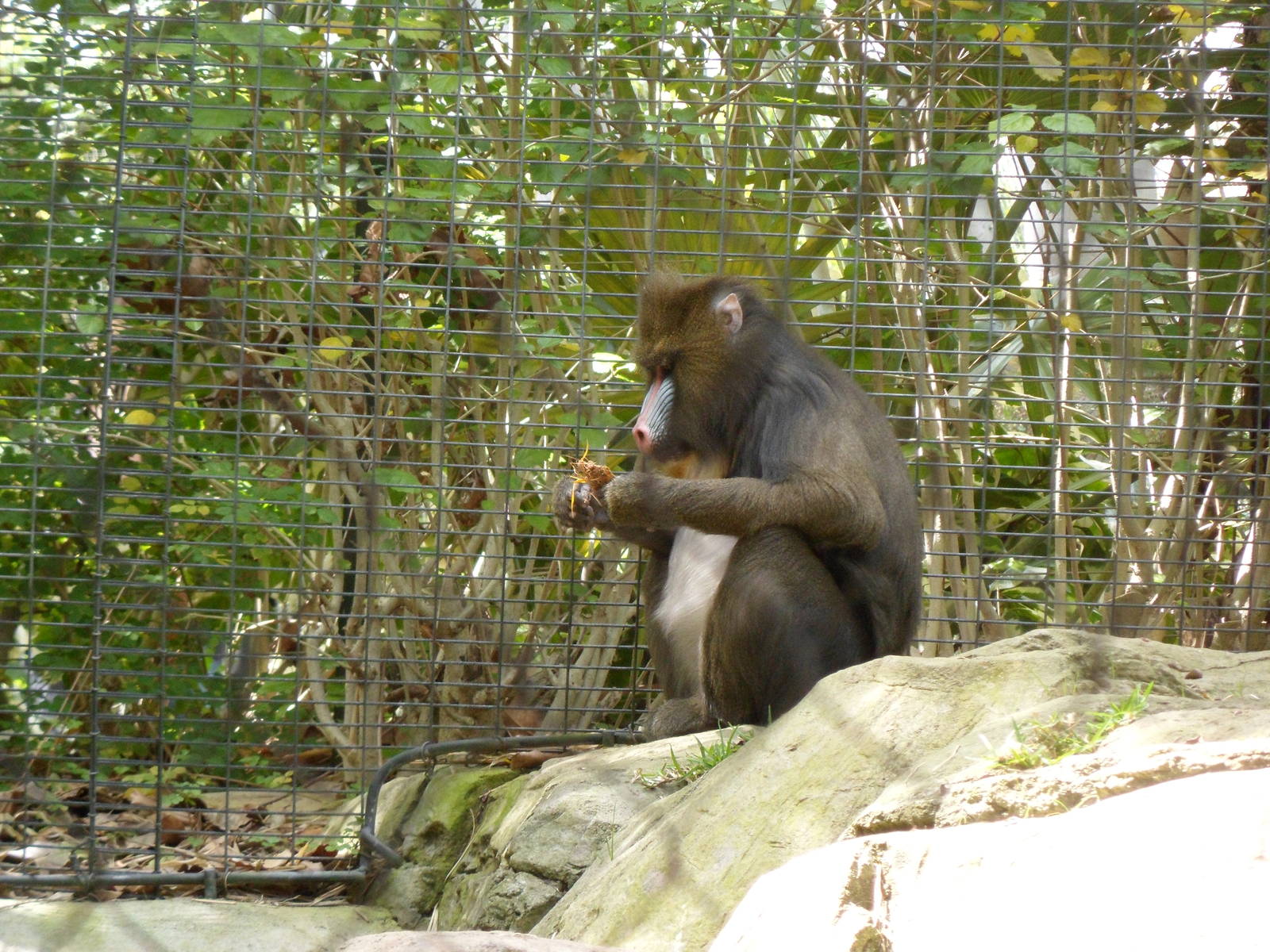 Mandrill