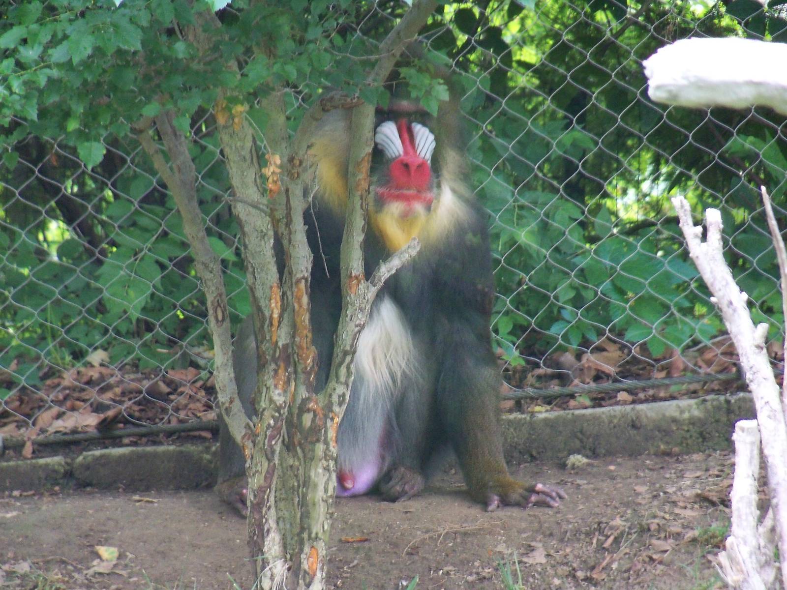 Mandrill