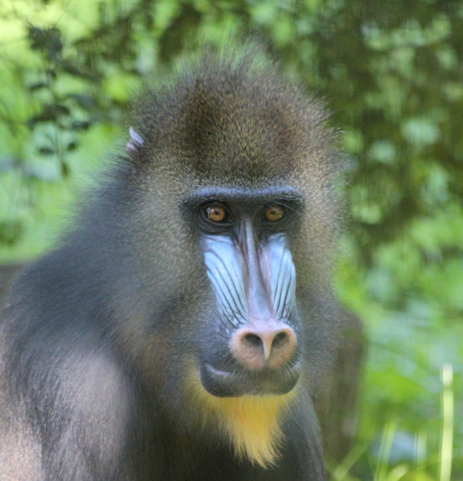 Mandrill