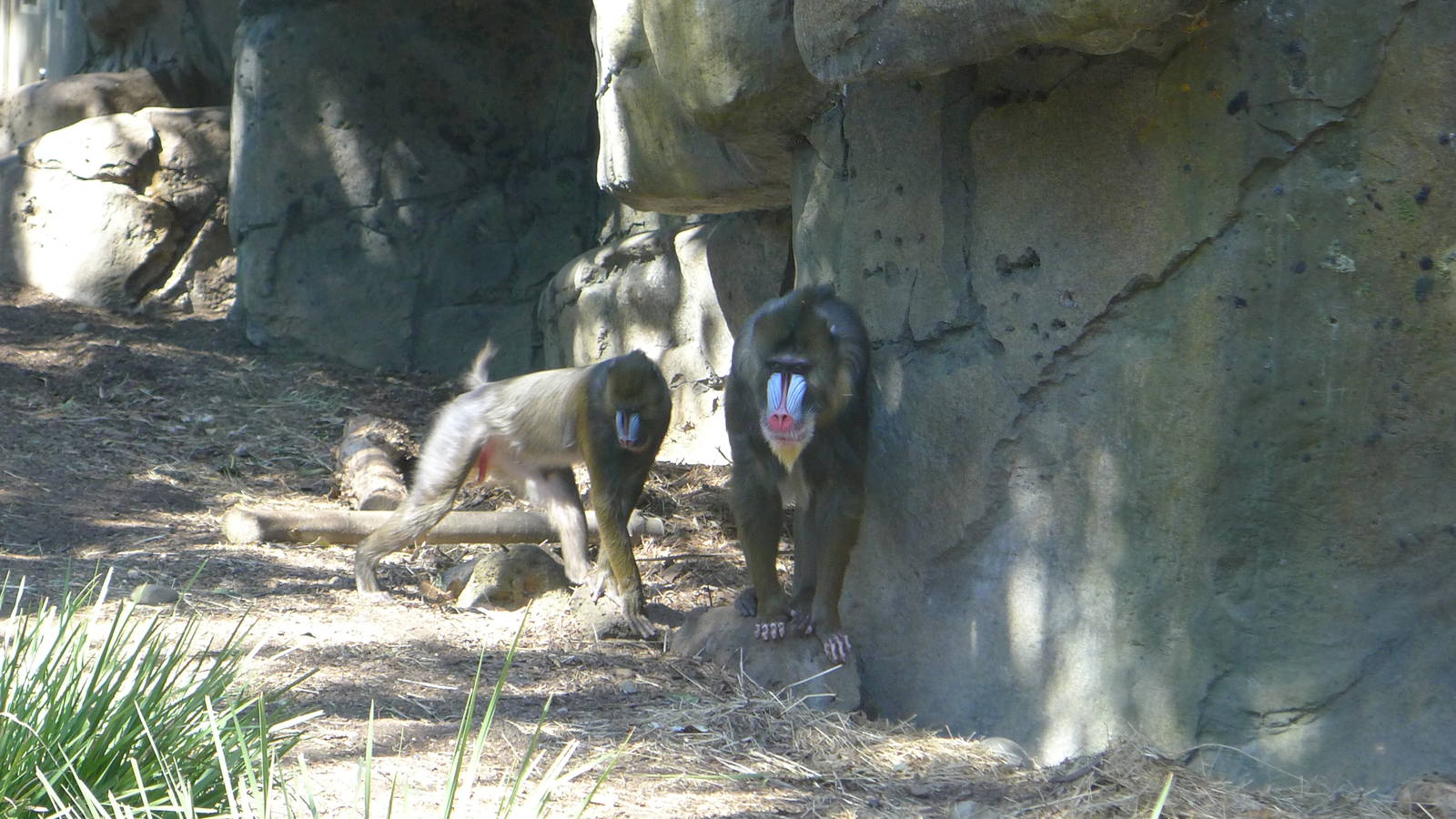 Mandrill