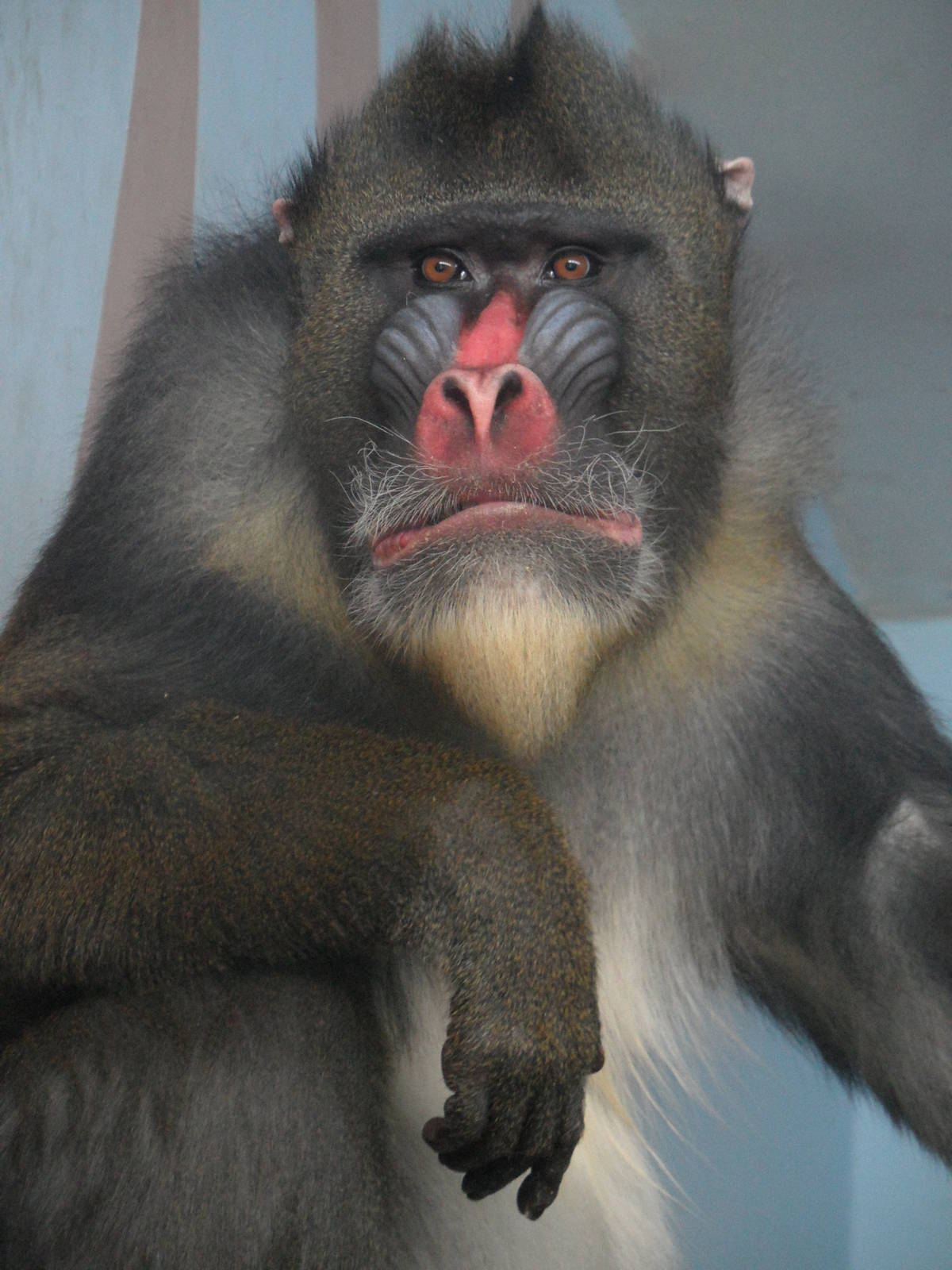 Mandrill