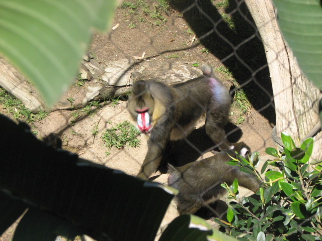 Mandrill