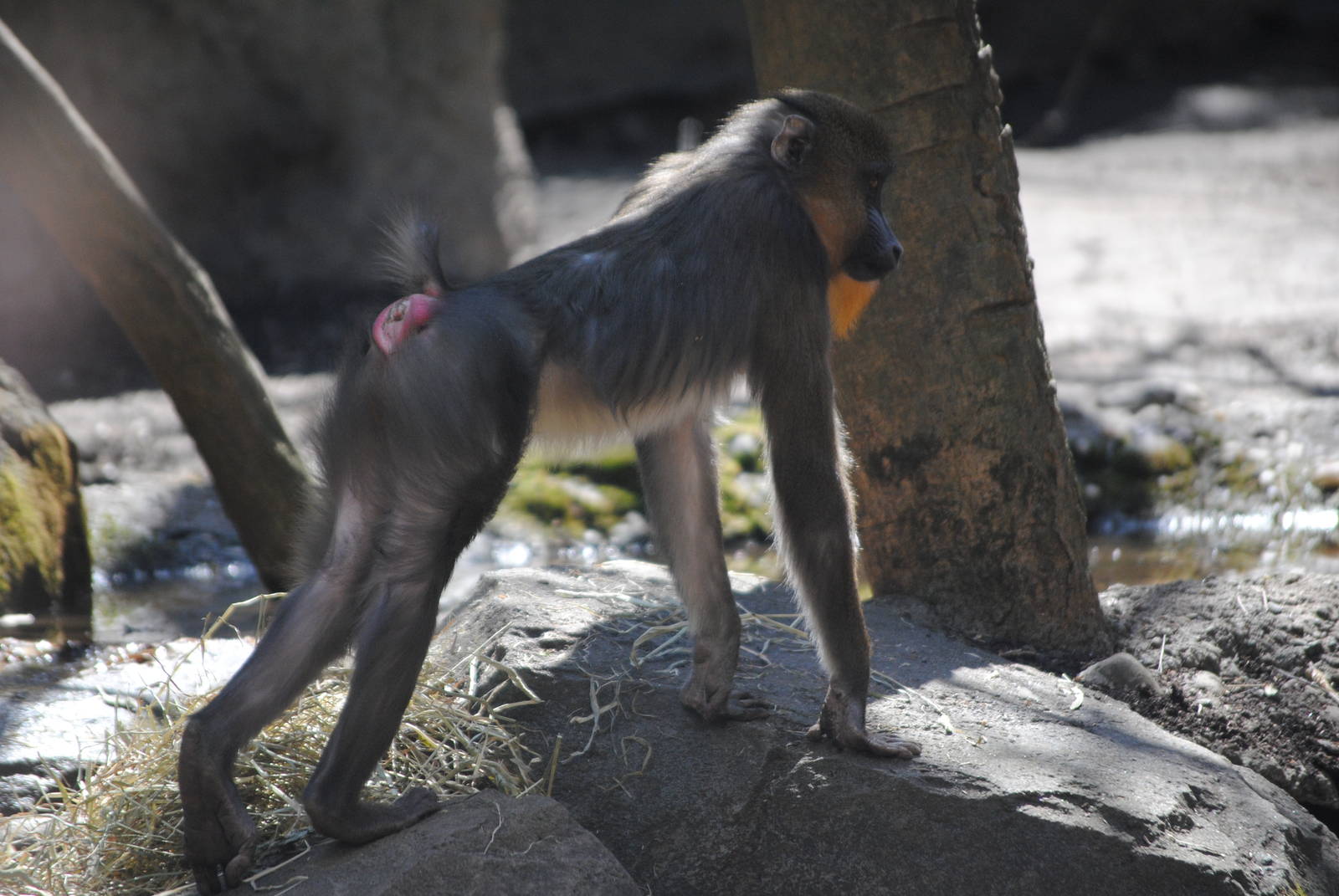 Mandrill