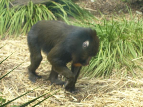Mandrill