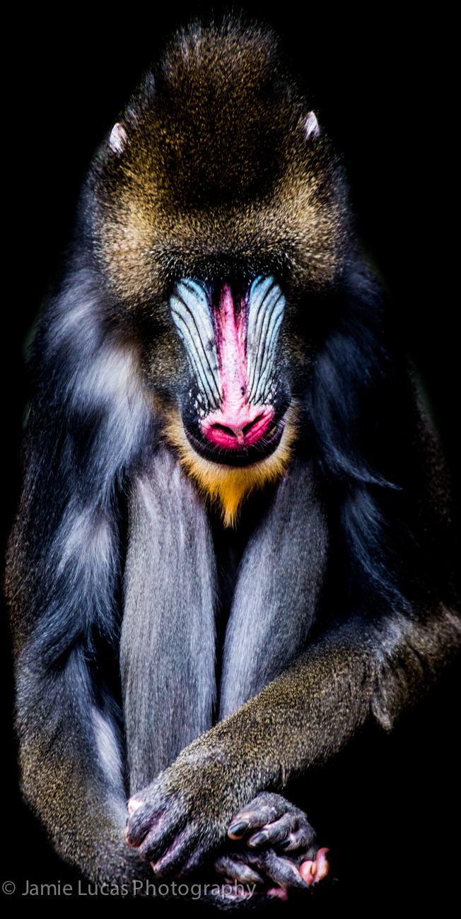 Mandrill