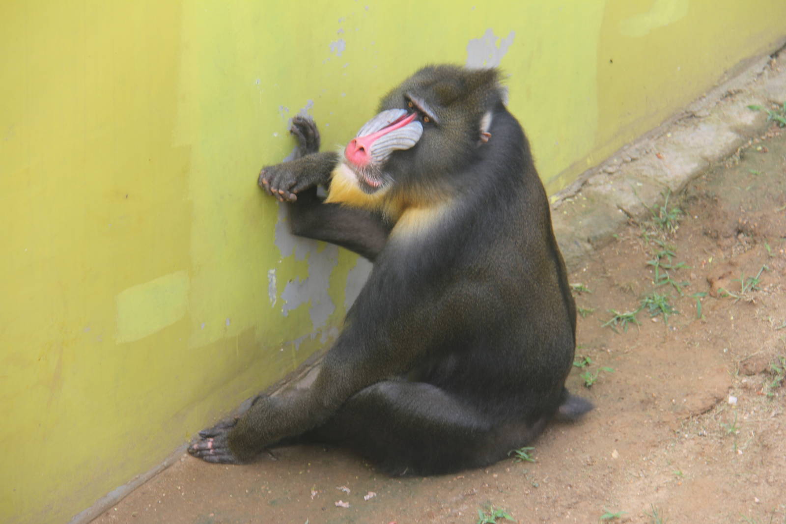 Mandrill