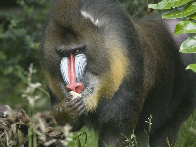 Mandrill