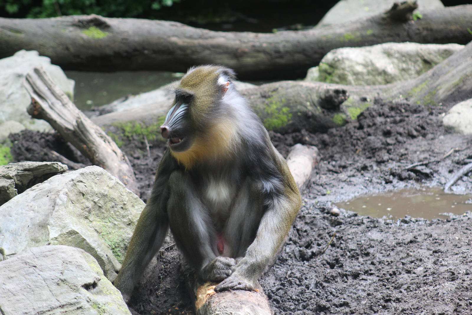 Mandrill