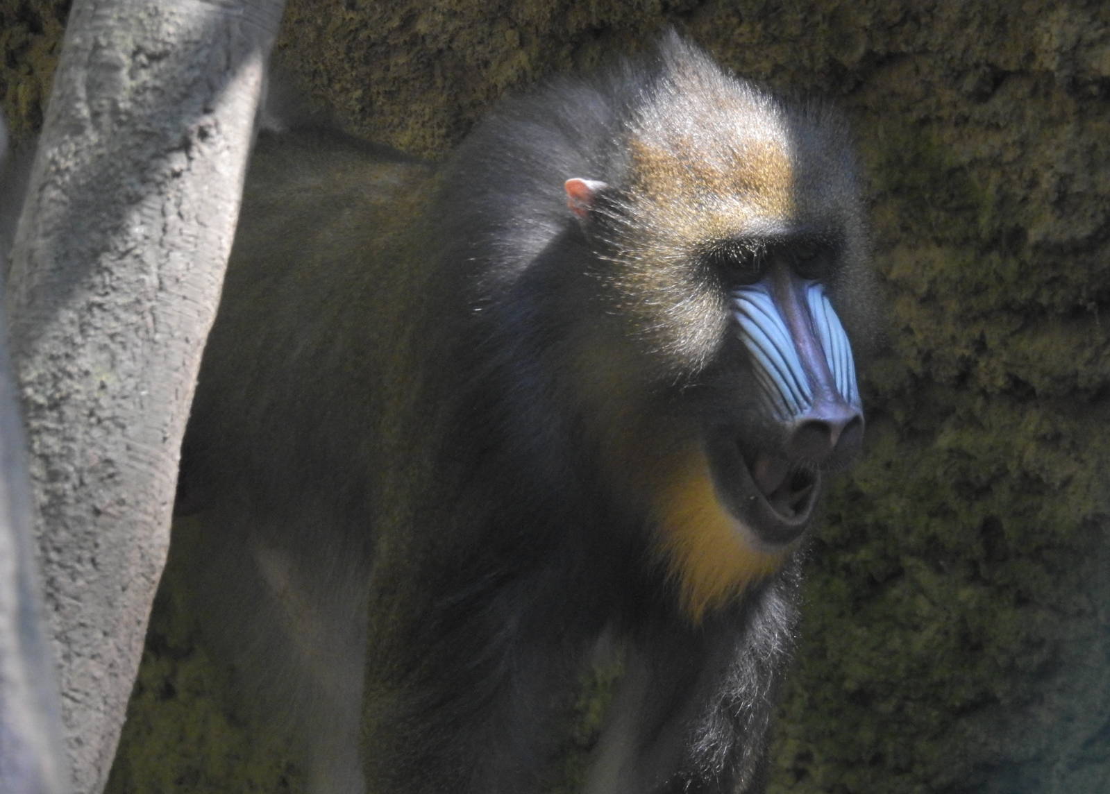 Mandrill