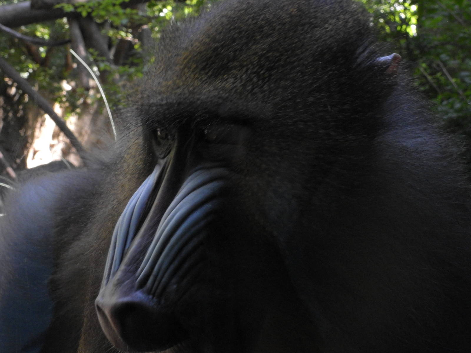 Mandrill