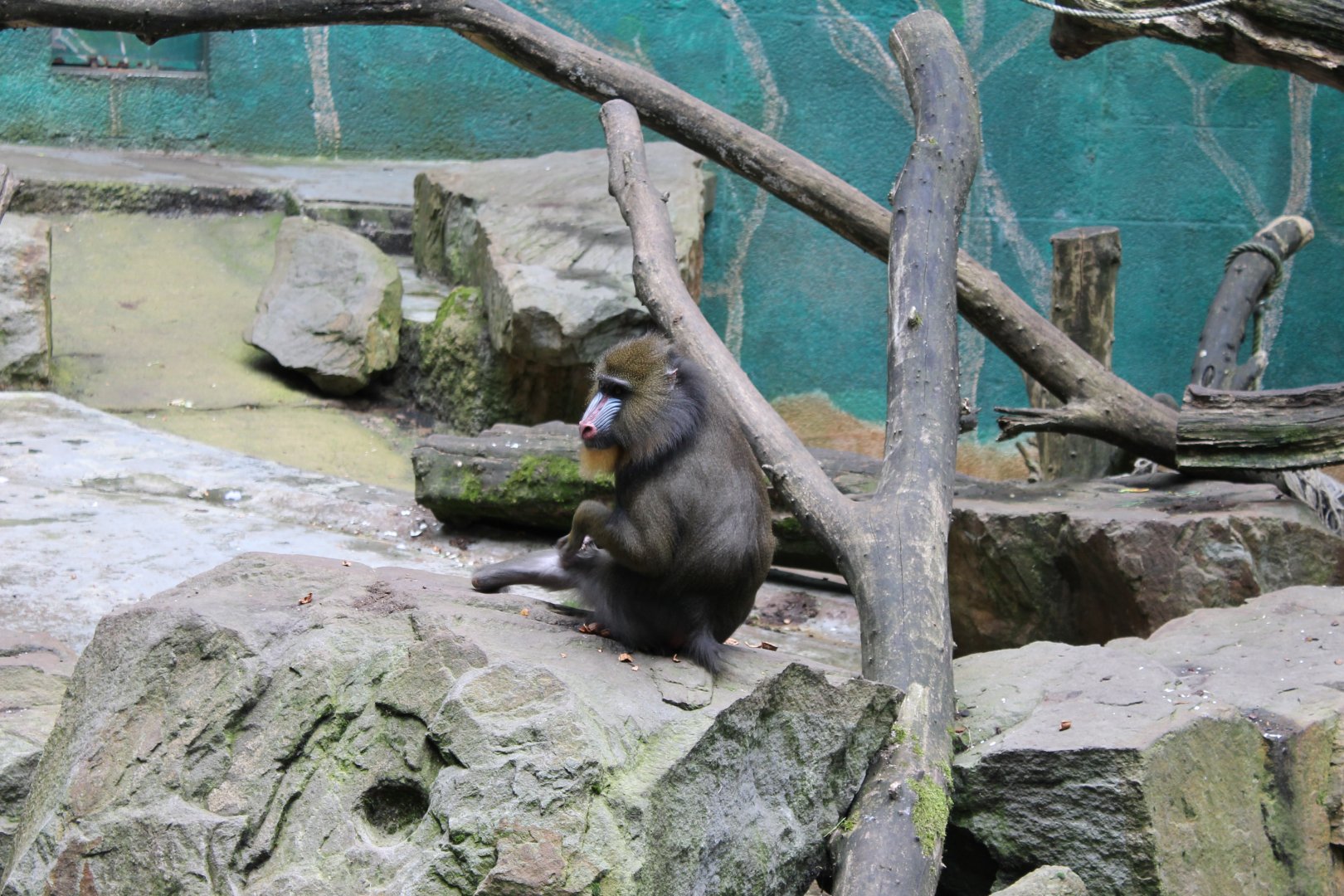 Mandrill