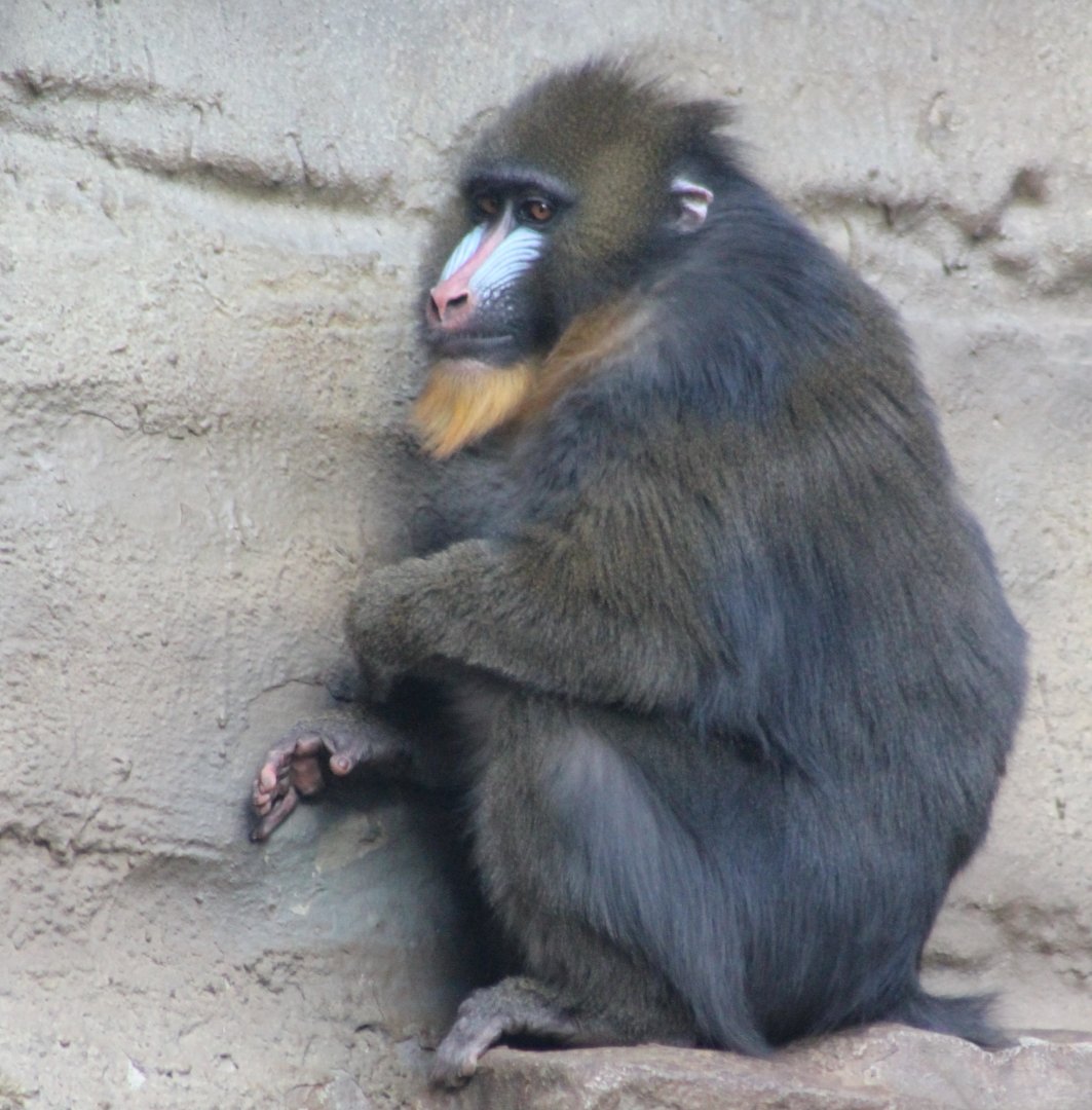 Mandrill