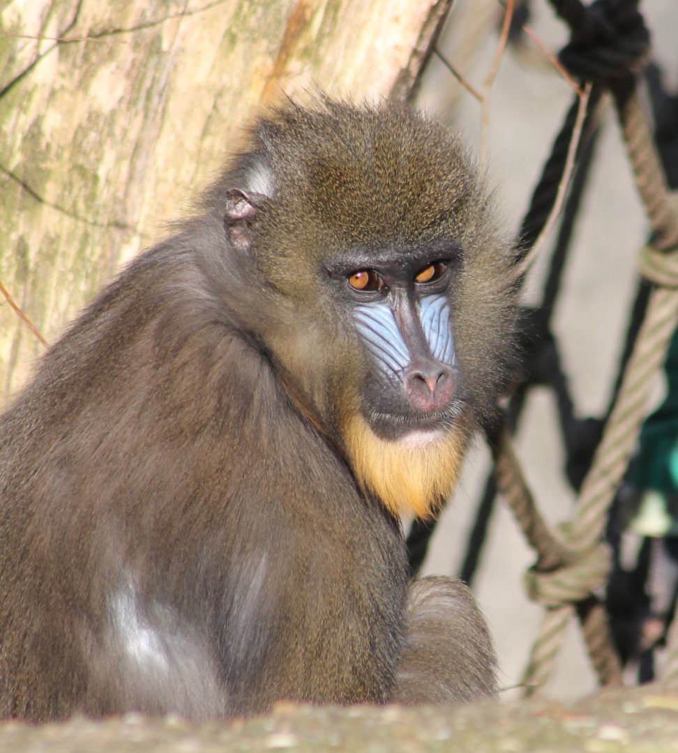 Mandrill