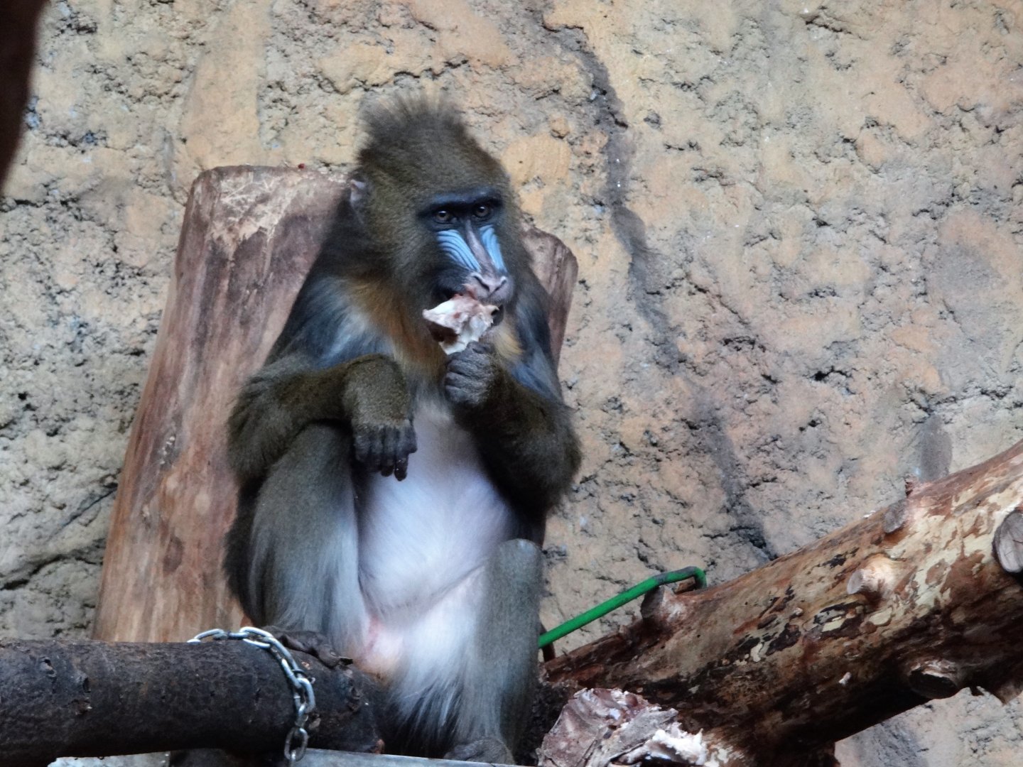 Mandrill
