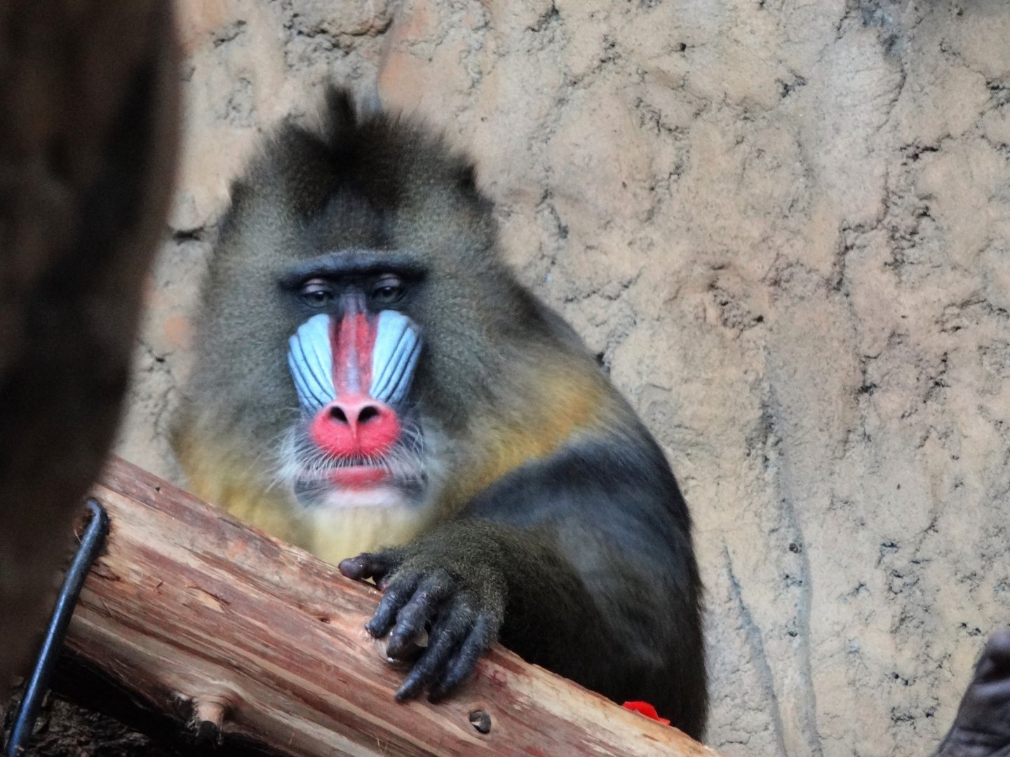 Mandrill