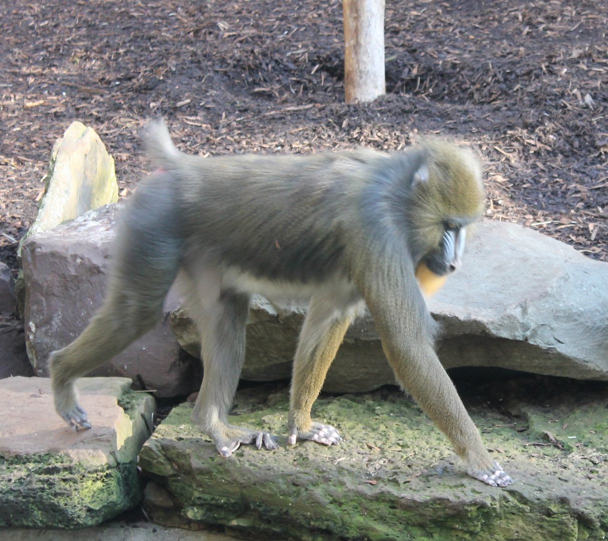 Mandrill