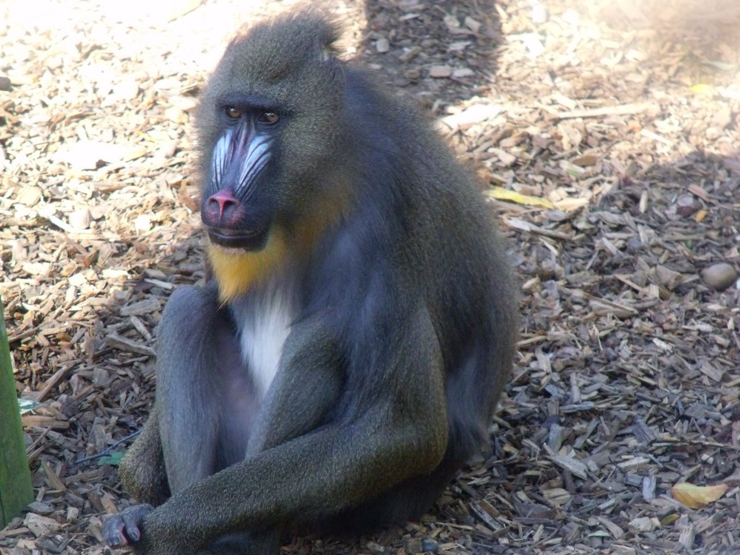 Mandrill