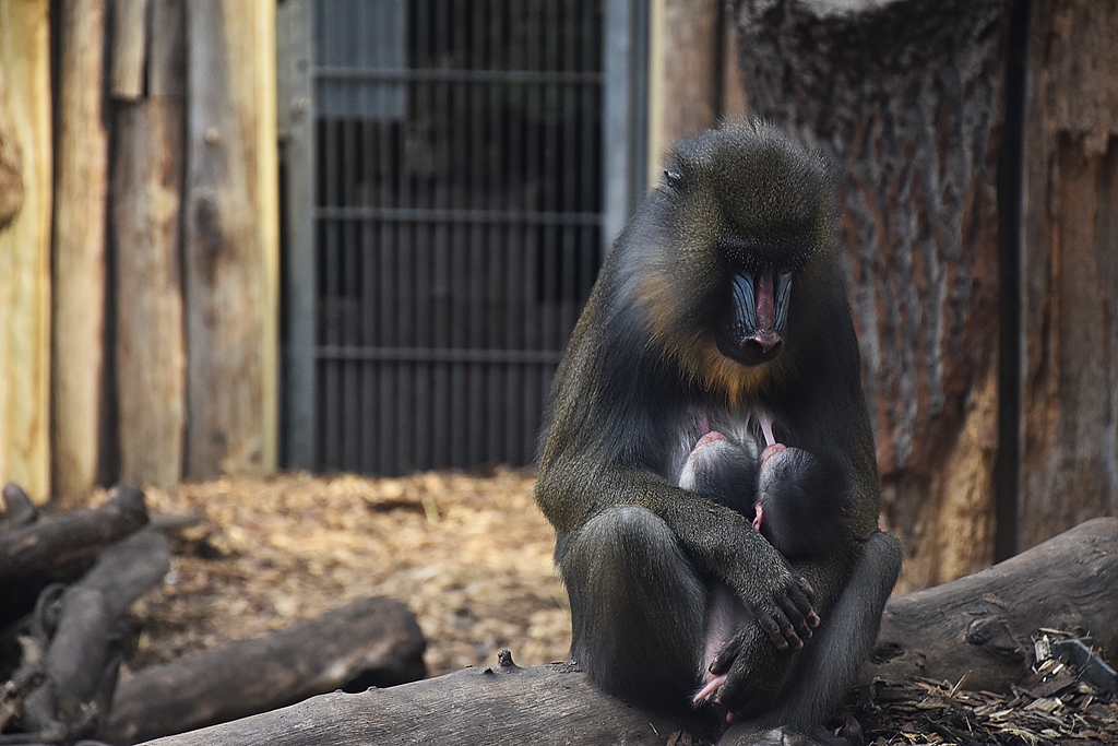 Mandrill