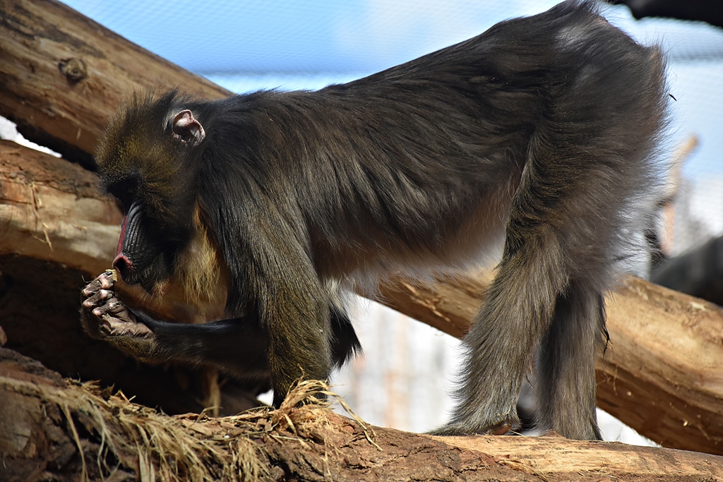 Mandrill