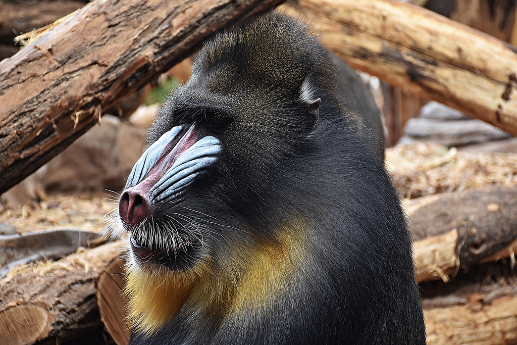Mandrill
