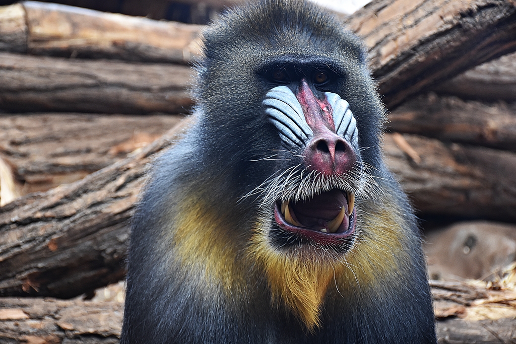 Mandrill