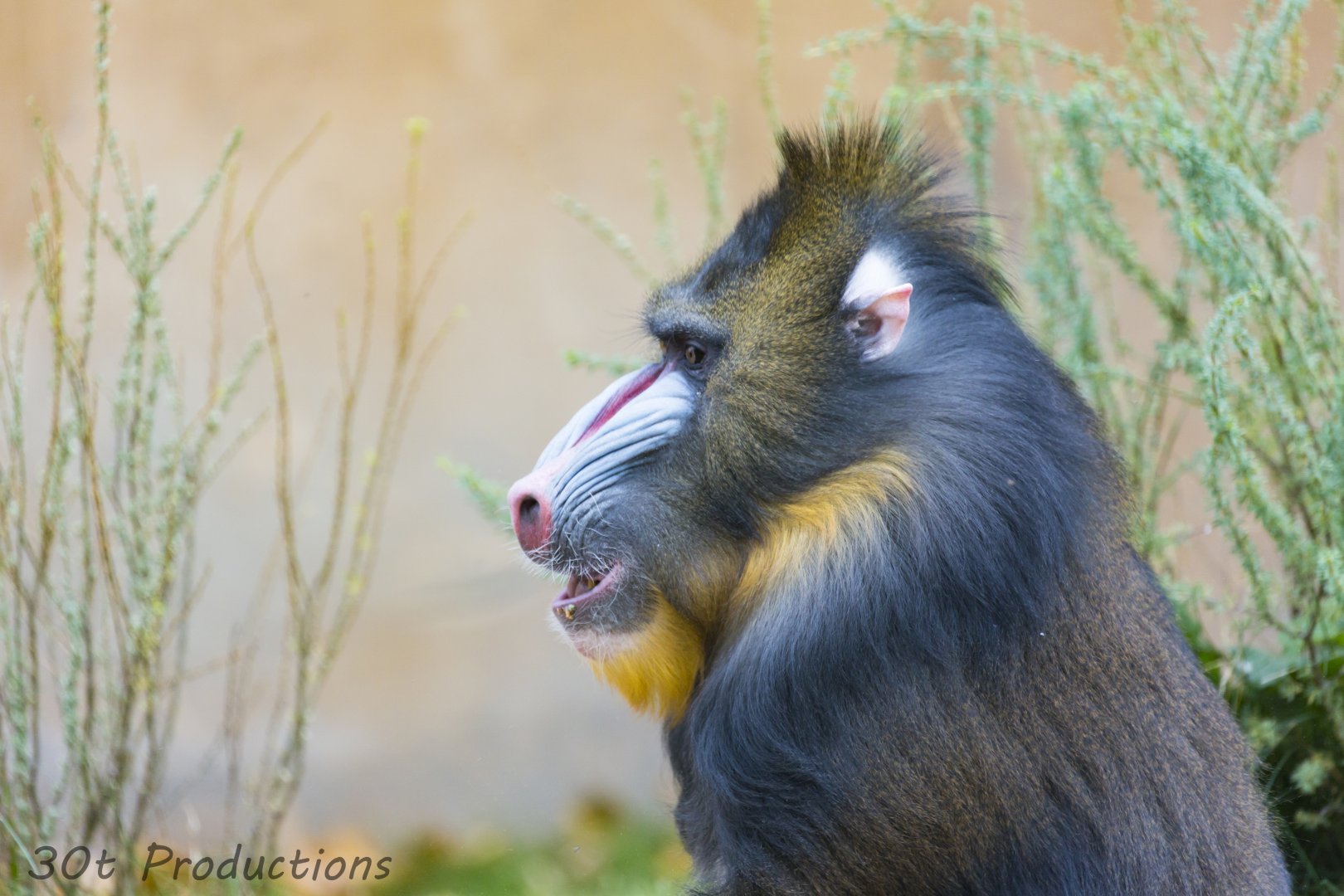 Mandrill