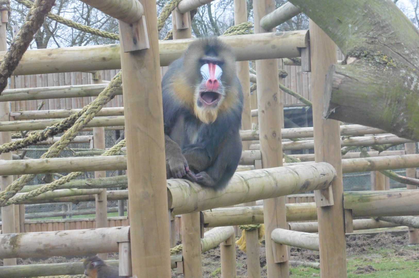 Mandrill