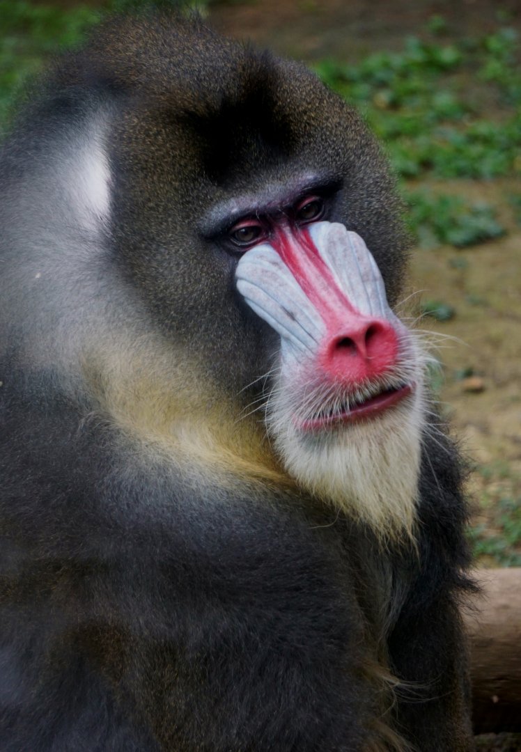Mandrill