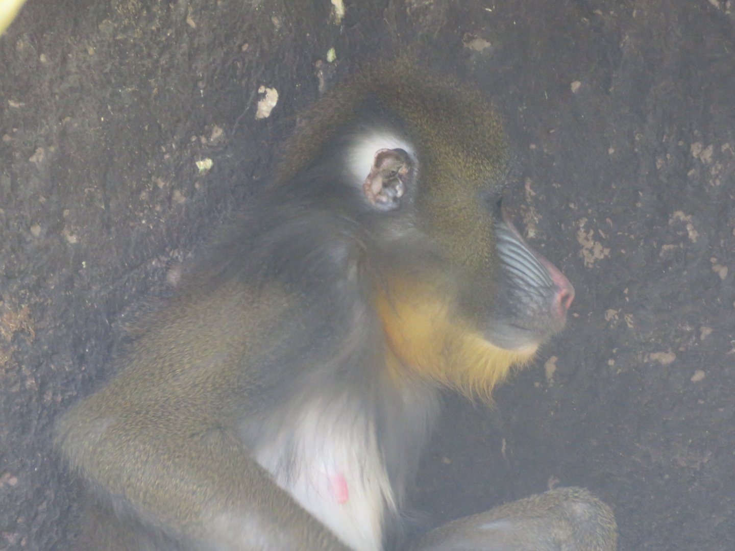 Mandrill