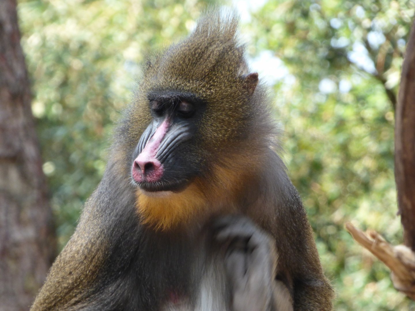 Mandrill