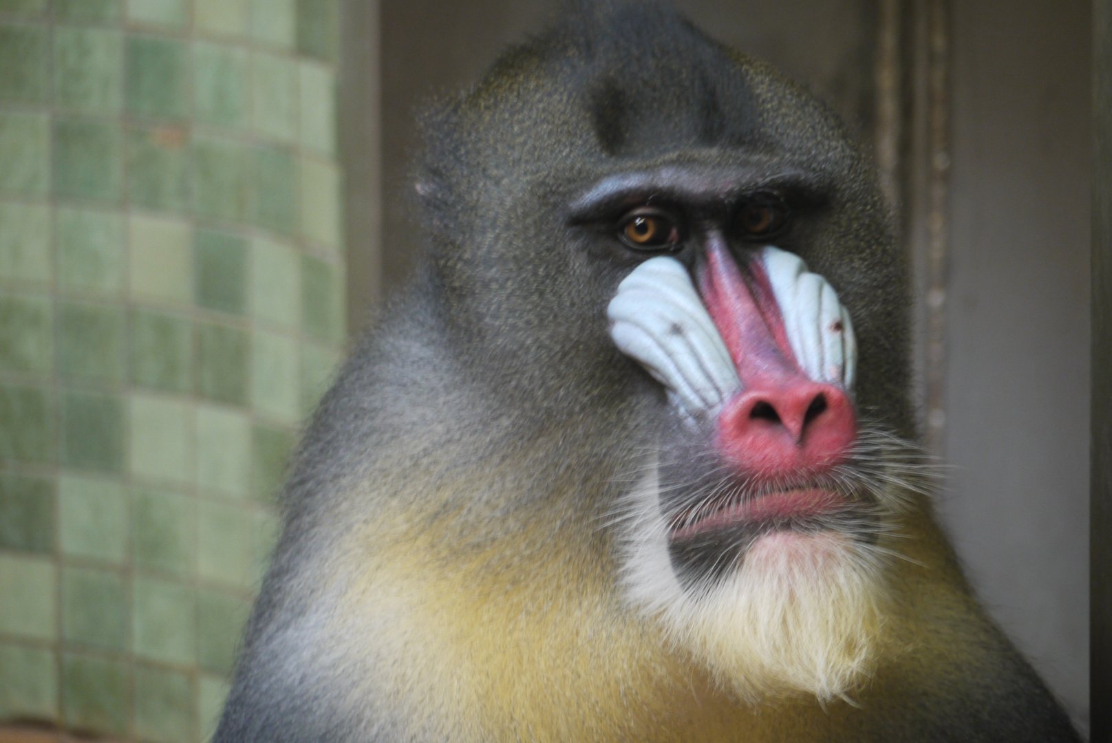 Mandrill
