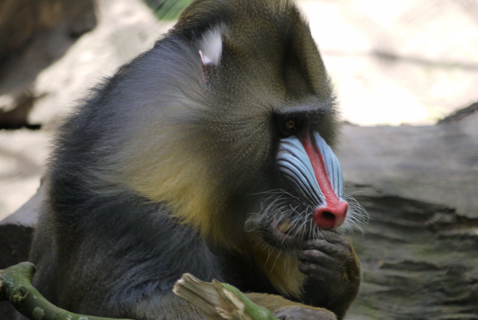 Mandrill