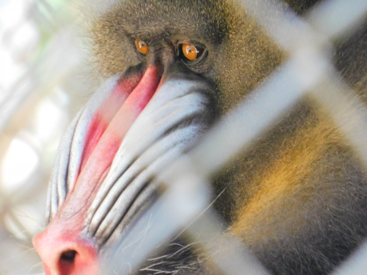 Mandrill