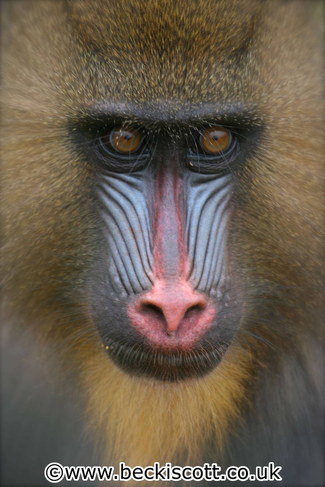 Mandrill