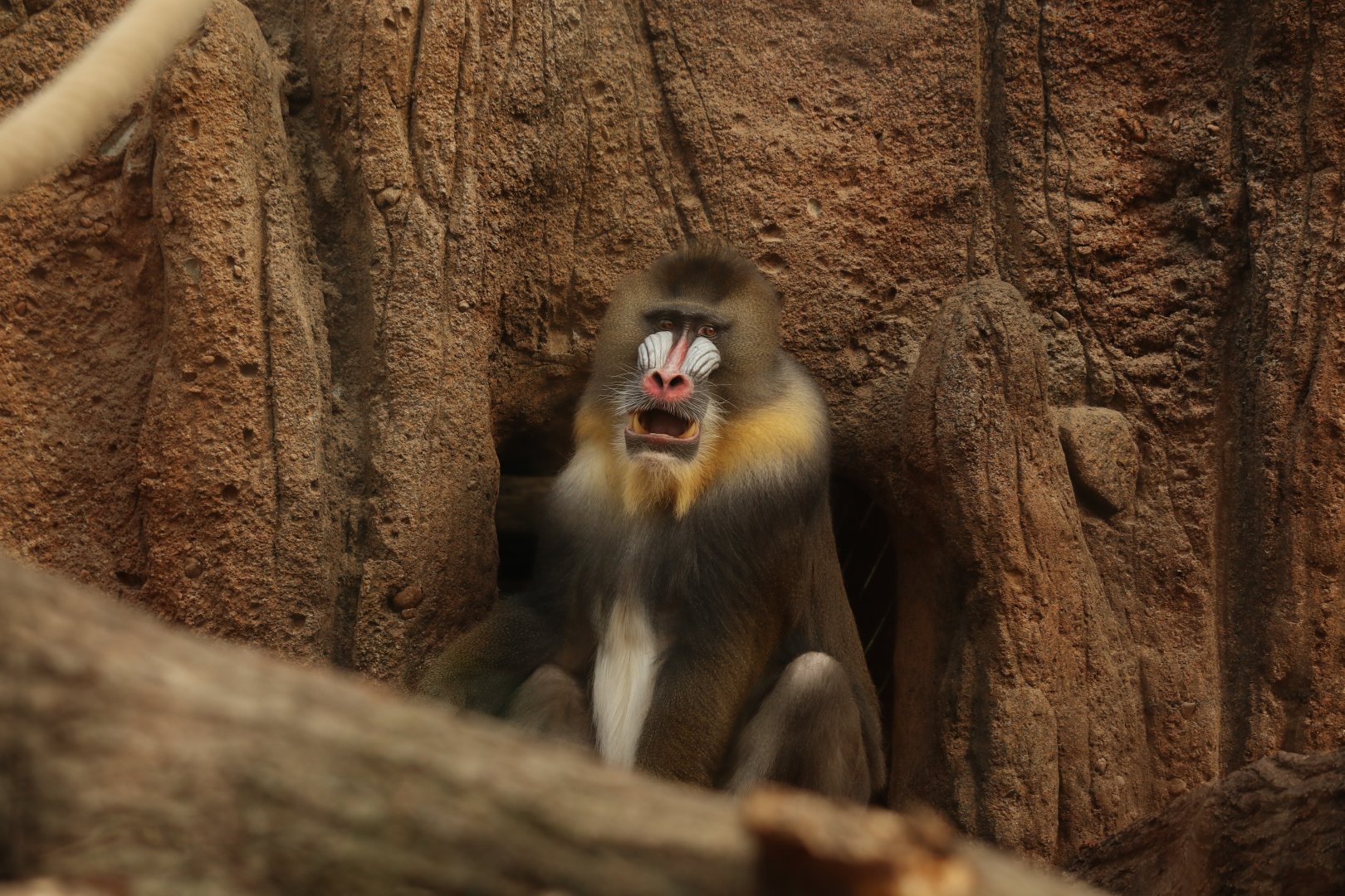 Mandrill