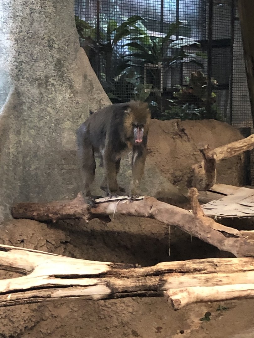 Mandrill