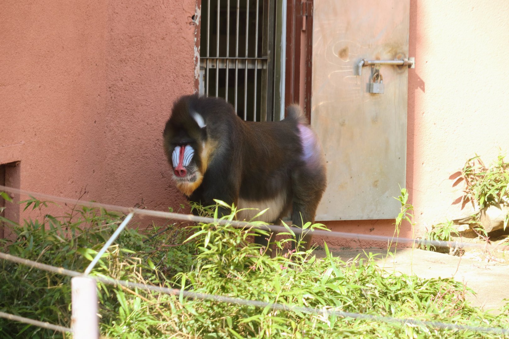Mandrill