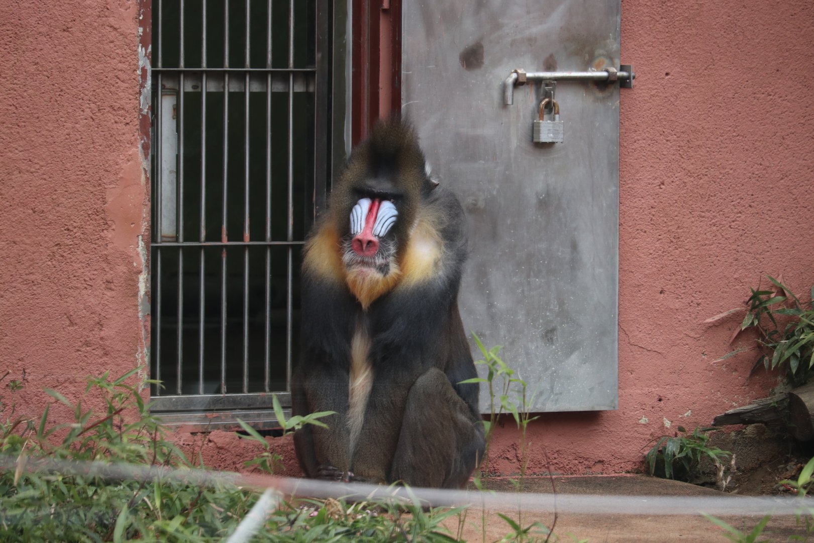 Mandrill