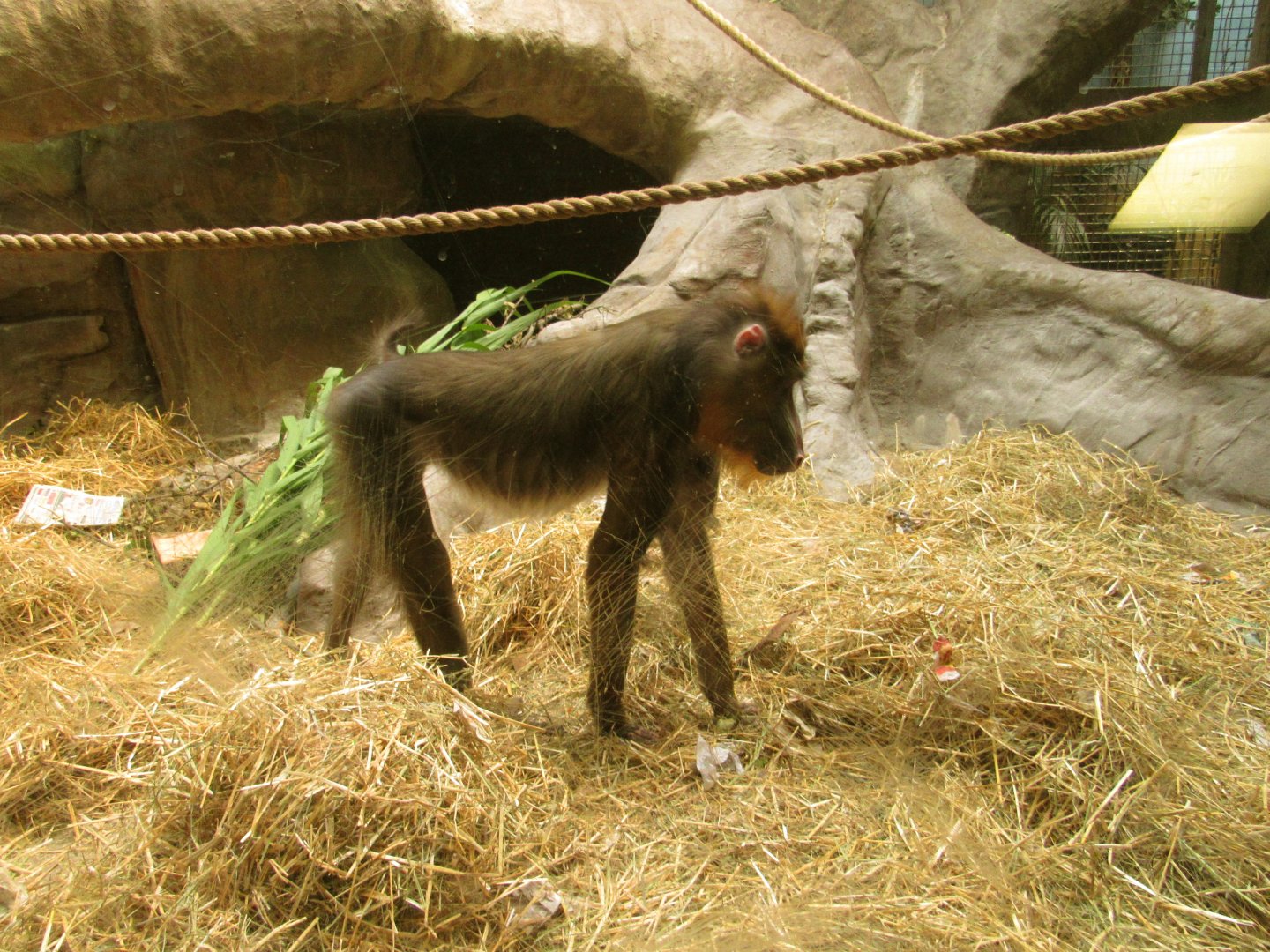 Mandrill