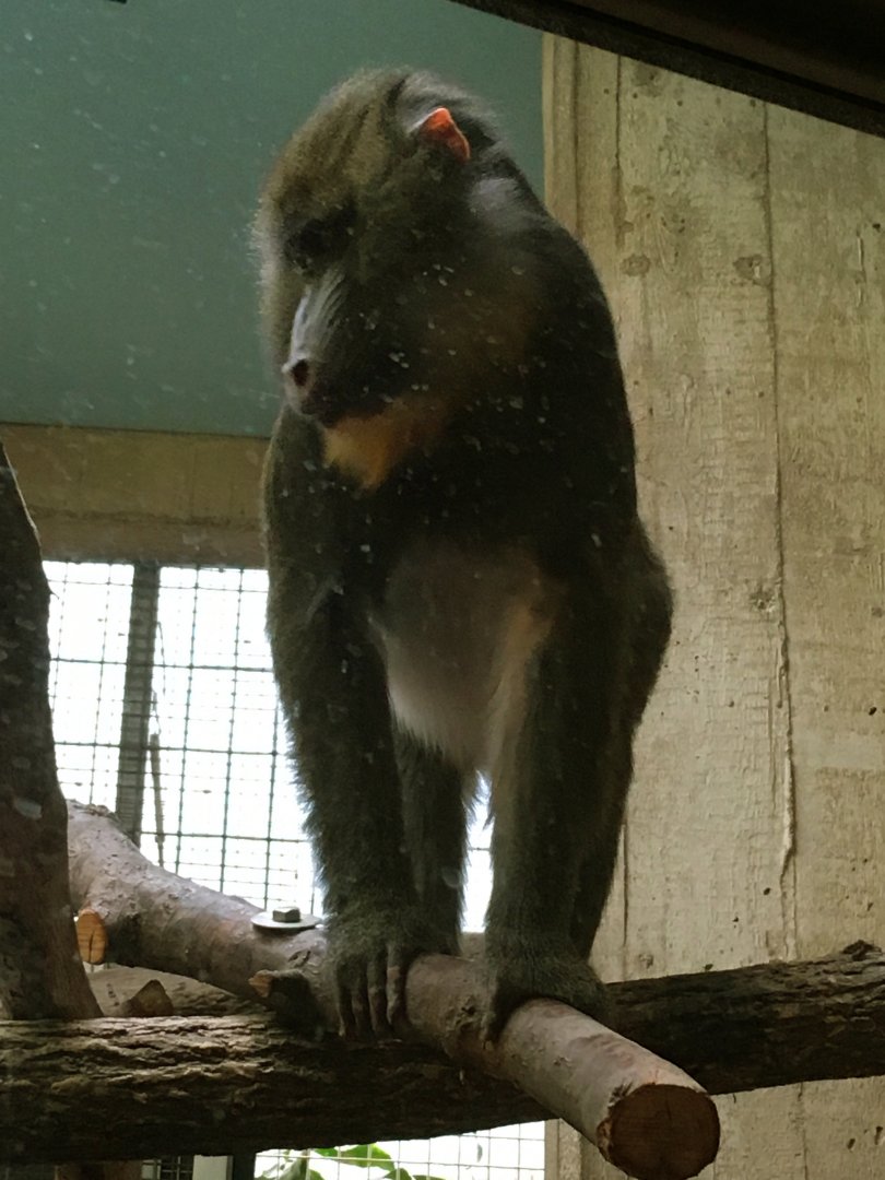 Mandrill